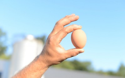 5 πράγματα που δεν ξέρεις για τα αυγά!